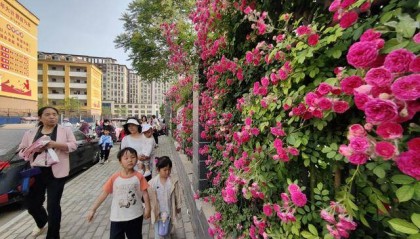 墙外鲜花靓古城