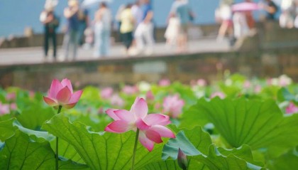 明高温大规模 “集结”，浙江局部飙升超39℃，挺住！3天后凉爽将至