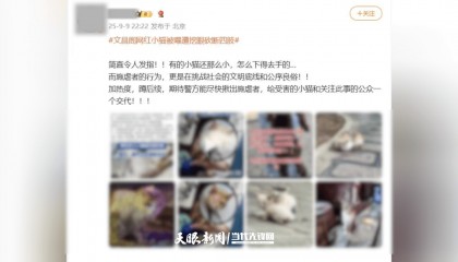 大反转！贵阳“挖眼虐猫”事件系AI编造