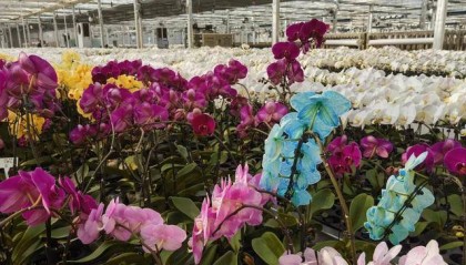 商河鲜花香飘海外