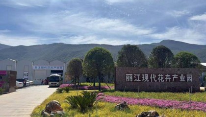 玉龙雪山下的“鲜花经济”