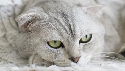 大分化时代下,高端信用卡决定“不卷了”