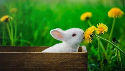 每周股票复盘:三棵树(603737)股东户数增加1883户,归母净利润同比上升107.53%