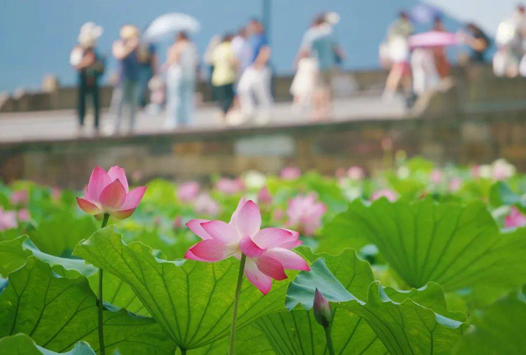 明高温大规模 “集结”,浙江局部飙升超39℃,挺住!3天后凉爽将至