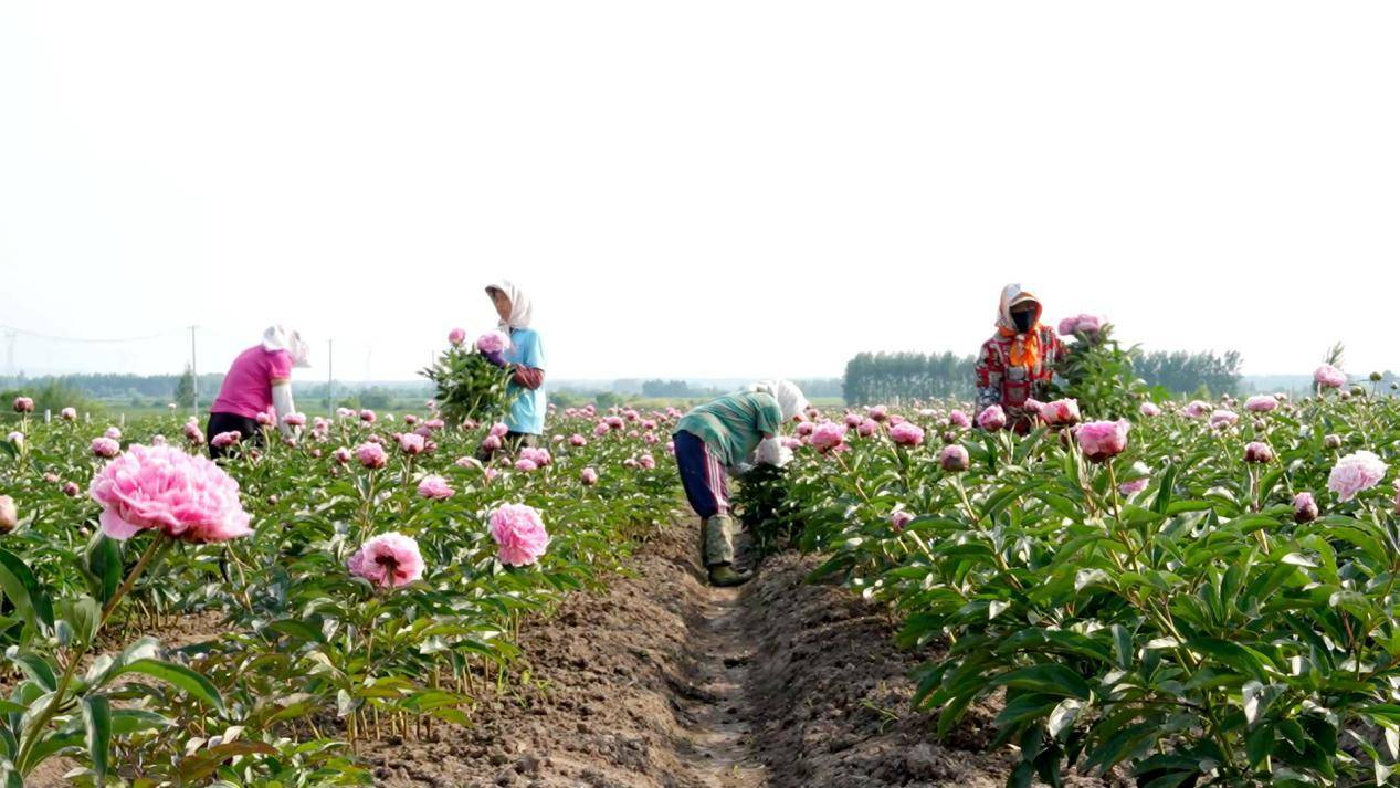 铁力市鲜花经济蓬勃发展 扮靓旅游产业发展之路