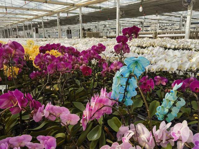 商河鲜花香飘海外