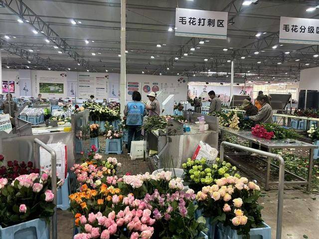 玉龙雪山下的“鲜花经济”