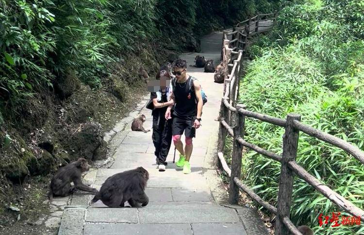 揭秘峨眉山陪爬团队:已陪爬千名游客九成为女性,不会主动拉背扛抱,主要保障安全