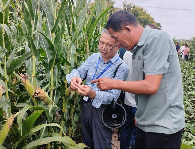 安徽濉溪:新质生产力赋能玉米产业 激活农业发展新动能
